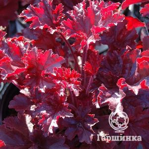 

Гейхера Мелтин Файр