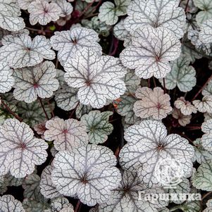 

Гейхера Нозерн Икспожэ Сильвер