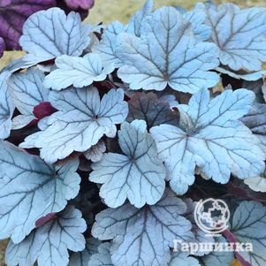 

Гейхера Силвер Гамдроп