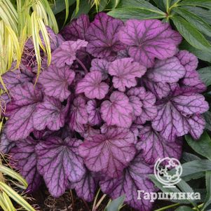 

Гейхера Вайлд Роуз