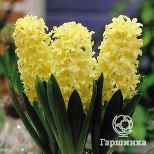 

Гиацинт Джипси Принцесс 3 шт