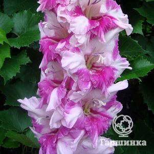 

Гладиолус Аэлита