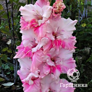 

Гладиолус Алекс