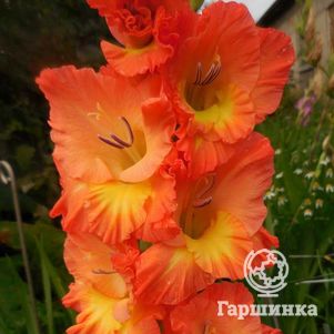 

Гладиолус Апельсиновый мираж
