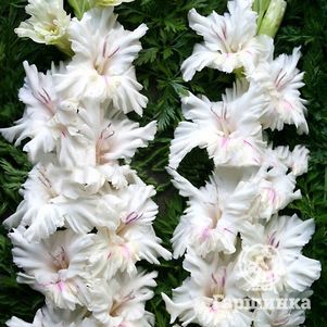 

Гладиолус Апостол Петр