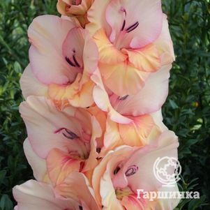 

Гладиолус Бальзам любви