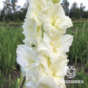 

Гладиолус Белый Медведь