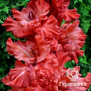 

Гладиолус Большое искушение