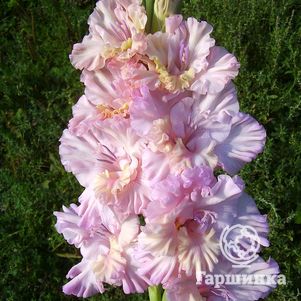 

Гладиолус Божественная серенада