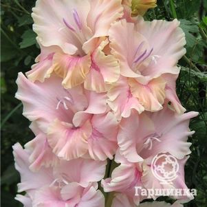 

Гладиолус Бриллиант