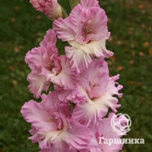 

Гладиолус Брызги водопада