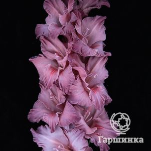 

Гладиолус Думелис