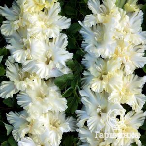 

Гладиолус Эльбрус