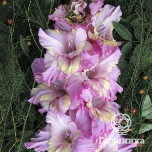 

Гладиолус Есаул Алеша