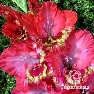 

Гладиолус Фортуна