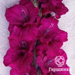 

Гладиолус Гранд Паваротти