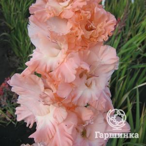 

Гладиолус Королева бала