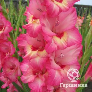 

Гладиолус Краски Сарагаша