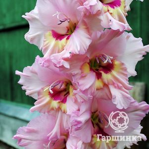 

Гладиолус Красоты Карелии