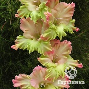 

Гладиолус Мадам Батерфляй