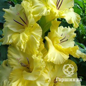 

Гладиолус Маргарита