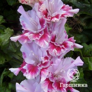 

Гладиолус Мерцающие Бабочки