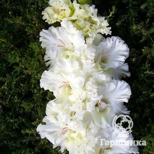 

Гладиолус Москва Белокаменная