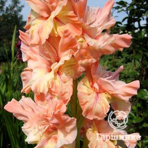 

Гладиолус Надежда