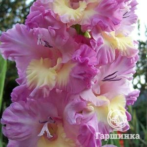 

Гладиолус Новый поворот