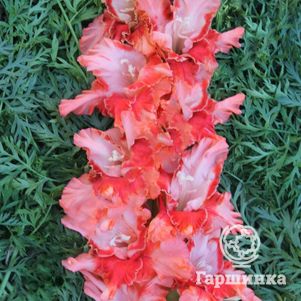 

Гладиолус Огниво