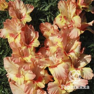 

Гладиолус Оранжевый луч