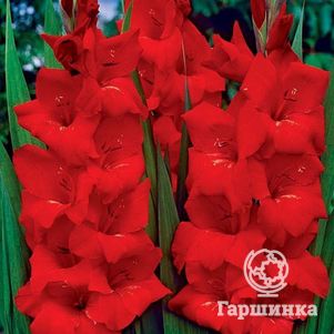 

Гладиолус Оскар