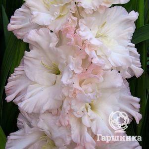 

Гладиолус Певец России