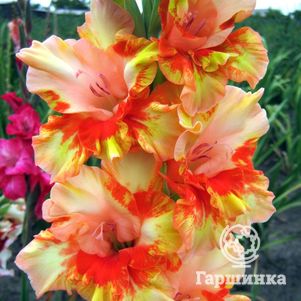 

Гладиолус Половецкие Пляски