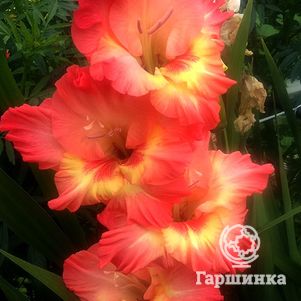 

Гладиолус Профессор Паролек