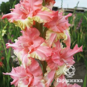 

Гладиолус Райская птичка