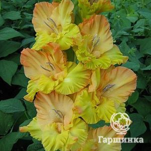 

Гладиолус Расплавленное золото