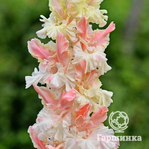 

Гладиолус Роса в изумруде