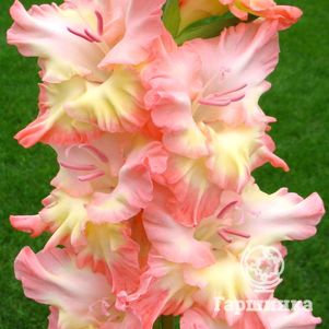 

Гладиолус Розовый мираж