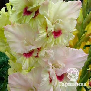 

Гладиолус Рубин в изумруде