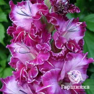 

Гладиолус Сенсейшн