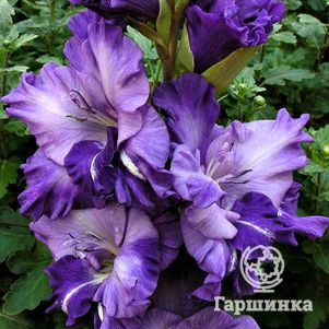 Гладиолус Синяя птица