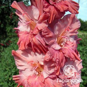 

Гладиолус Сираэль