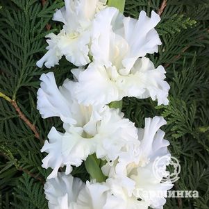 

Гладиолус Снегурочка