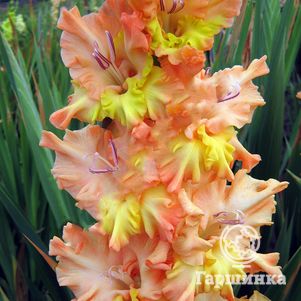 

Гладиолус Солнечный День