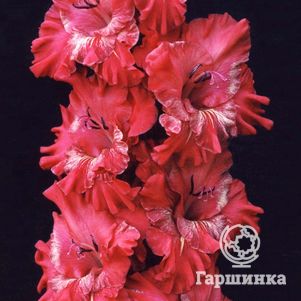 

Гладиолус Спартак