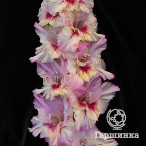 

Гладиолус Степной Аромат