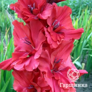 

Гладиолус Свет Марина