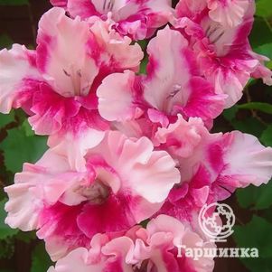 

Гладиолус Светофор