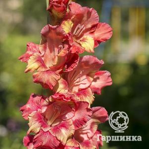 

Гладиолус Табачный Капитан